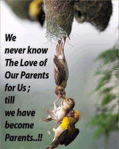 Motivational wallpaper on Parents: We never know the love our parents -  Dont Give Up World