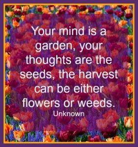 Introspective Wallpaper : Your mind is a garden,your thoughts are the ...