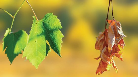 The image contains two leaves, one is flourished and other withered. It depicts the two phase of life and deathone which is