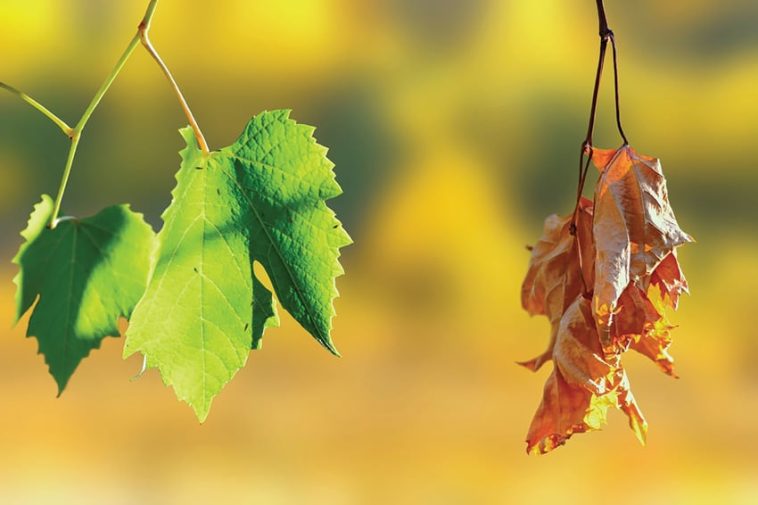 The image contains two leaves, one is flourished and other withered. It depicts the two phase of life and deathone which is