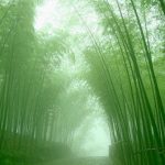 Growing Your Bamboo Tree - A Parable On Patience Perseverance And Success@dontgiveupworld