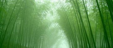 Growing Your Bamboo Tree - A Parable On Patience Perseverance And Success@dontgiveupworld