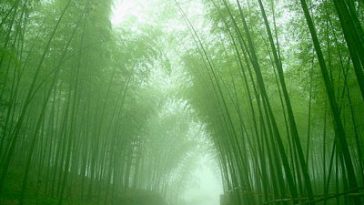 Growing Your Bamboo Tree - A Parable On Patience Perseverance And Success@dontgiveupworld