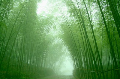 Growing Your Bamboo Tree - A Parable On Patience Perseverance And Success@dontgiveupworld