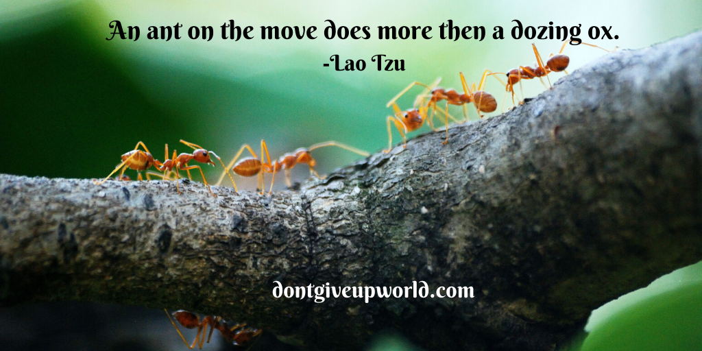 Quote on Ant by Lao Tzu
Wallpaper with quote " An ant on the move does more then a dozing ox" by Lao Tzu
Red Ants macro zoomed in moving on bark of a tree.
