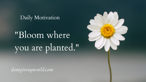 Bloom where you are planted