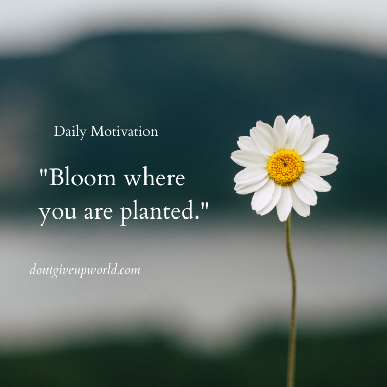 Bloom where you are planted