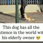 Dog Loyalty: A Heartwarming Story of a Dog’s Unconditional Love