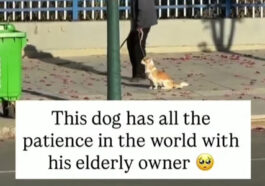 Dog Loyalty: A Heartwarming Story of a Dog’s Unconditional Love