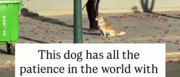 Dog Loyalty: A Heartwarming Story of a Dog’s Unconditional Love