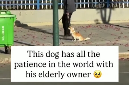 Dog Loyalty: A Heartwarming Story of a Dog’s Unconditional Love