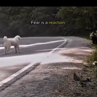 Courage and Fear