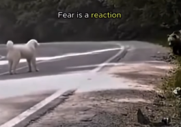 Courage and Fear