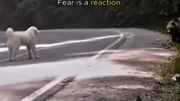 Courage and Fear