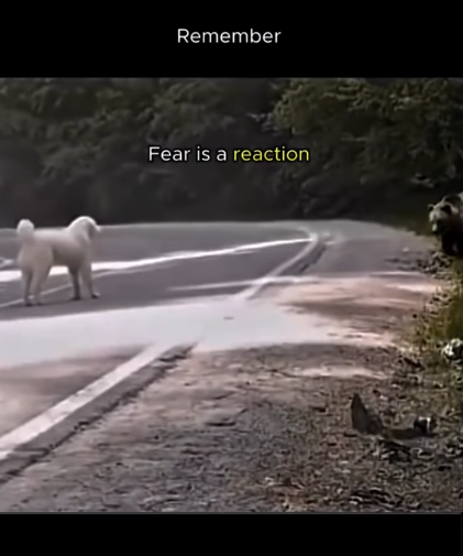 The Powerful Truth About Courage and Fear Dont Give Up World Courage and Fear