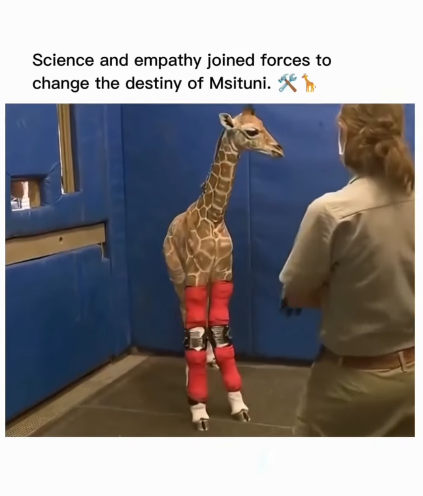 The Inspiring Story of Msituni the Giraffe Dont Give Up World Msituni